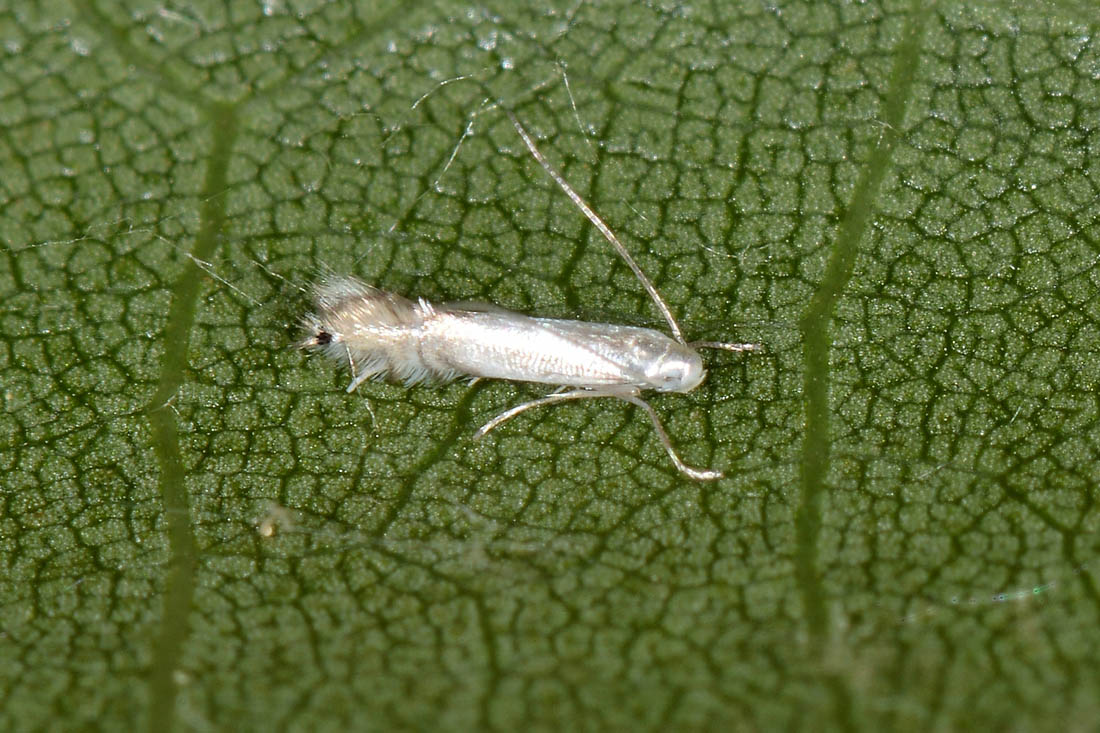 Gracillariidae? S,  Phyllocnistis sp